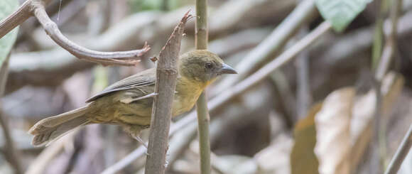 Image of Red-throated Ant Tanager