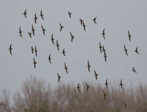 Image of Pectoral Sandpiper