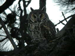 Image of Long-eared Owl