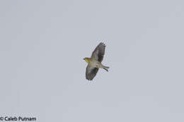 Image of American Goldfinch