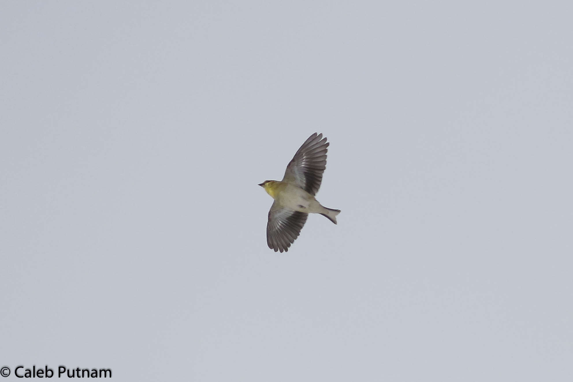 Image of American Goldfinch