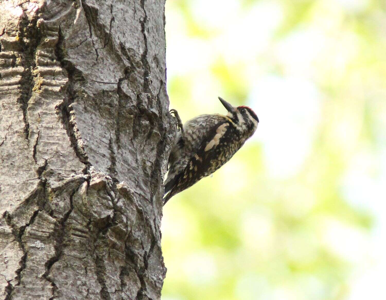 Image of Sapsucker