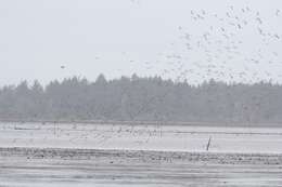 Image of Marbled Godwit