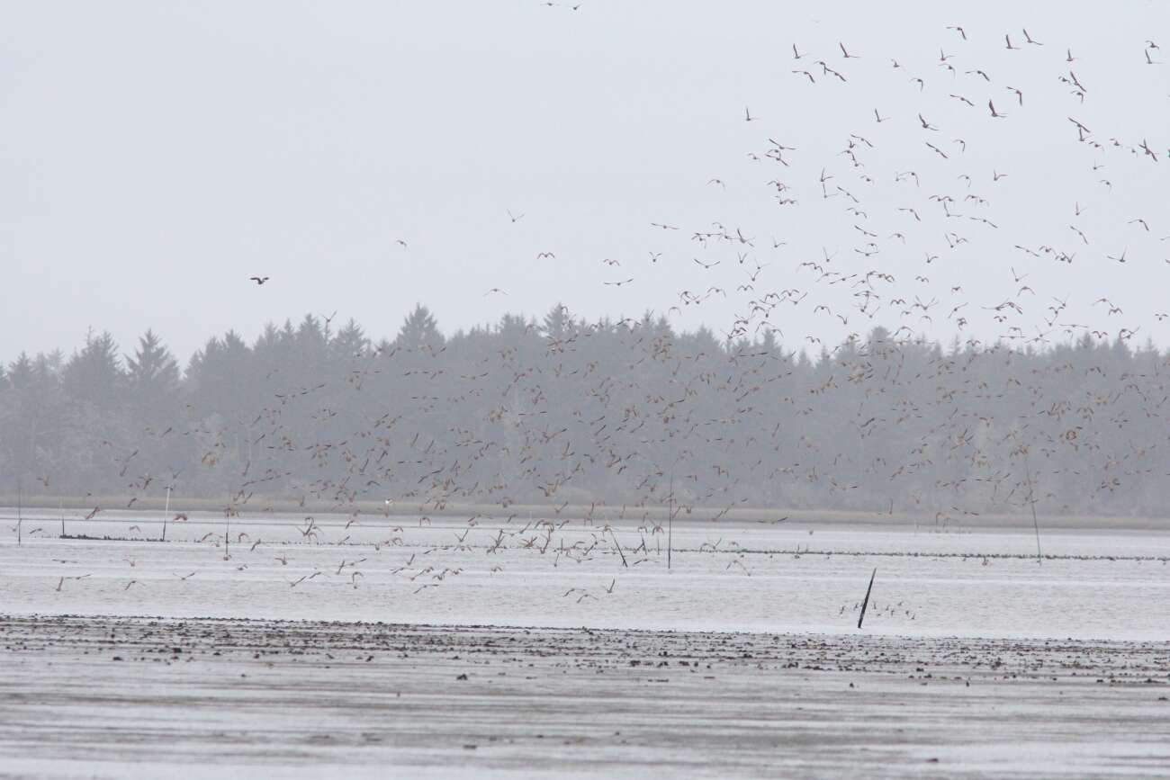 Image of Marbled Godwit