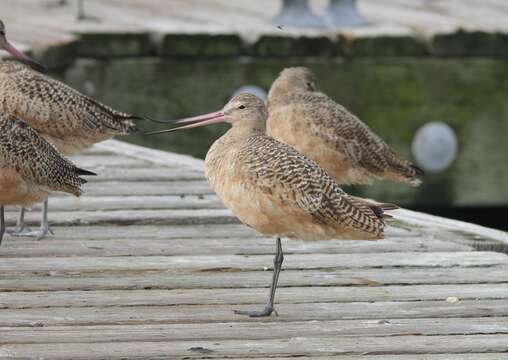 Image of Marbled Godwit