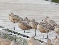 Image of Bar-tailed Godwit