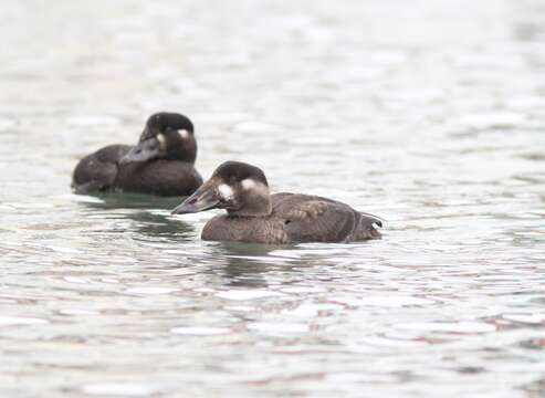 Image of scoter