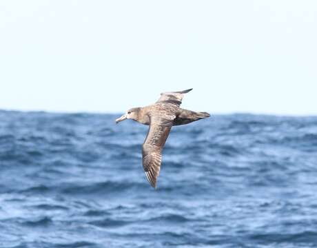 Image of Black-footed Albatross