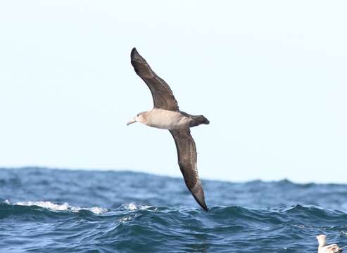 Image of Black-footed Albatross