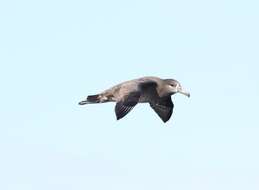 Image of Black-footed Albatross