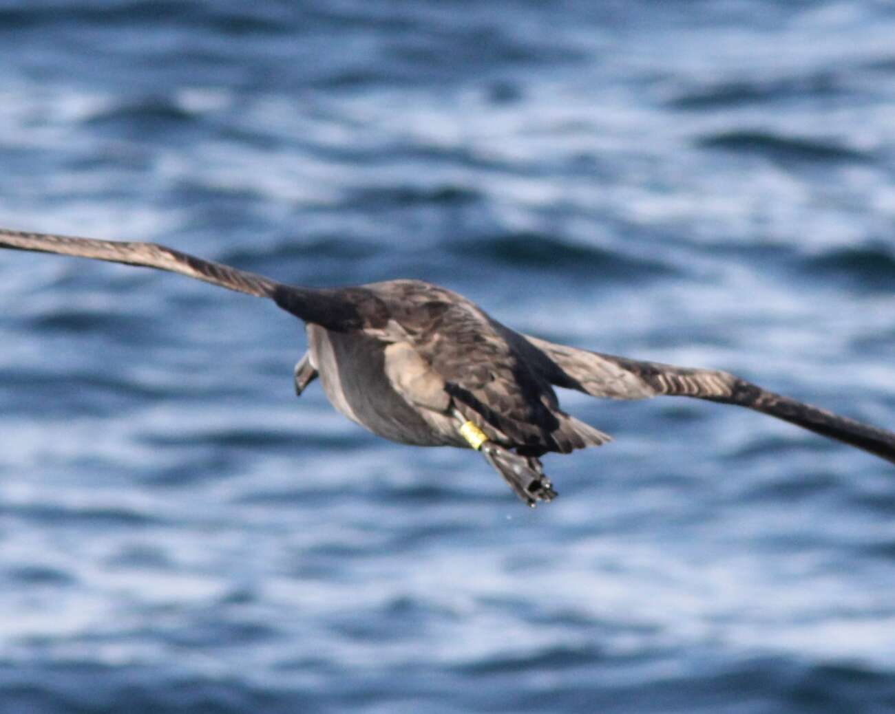 Image of Black-footed Albatross