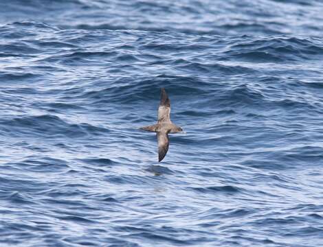 Image of Sooty Shearwater