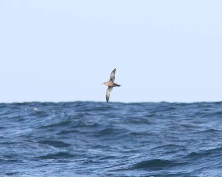 Image of Sooty Shearwater