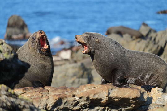 Image of Antipodean Fur Seal