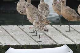 Image of Bar-tailed Godwit