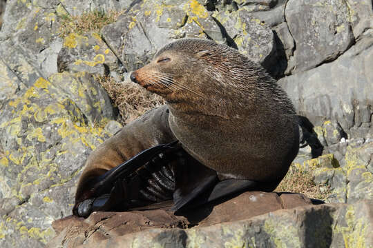 Image of Antipodean Fur Seal