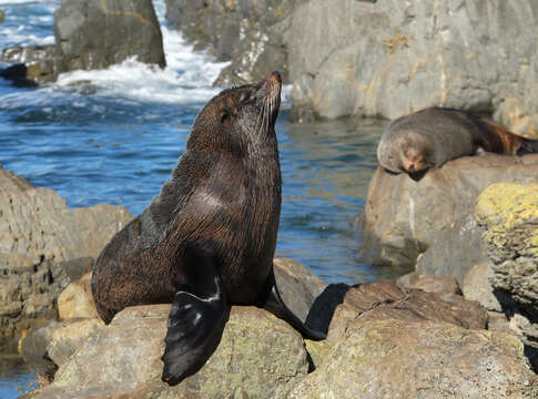 Image of Antipodean Fur Seal