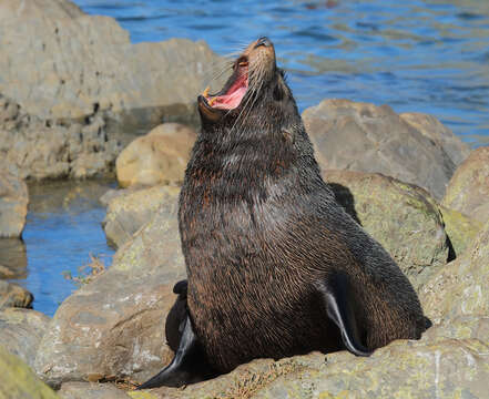 Image of Antipodean Fur Seal