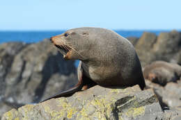 Image of Antipodean Fur Seal