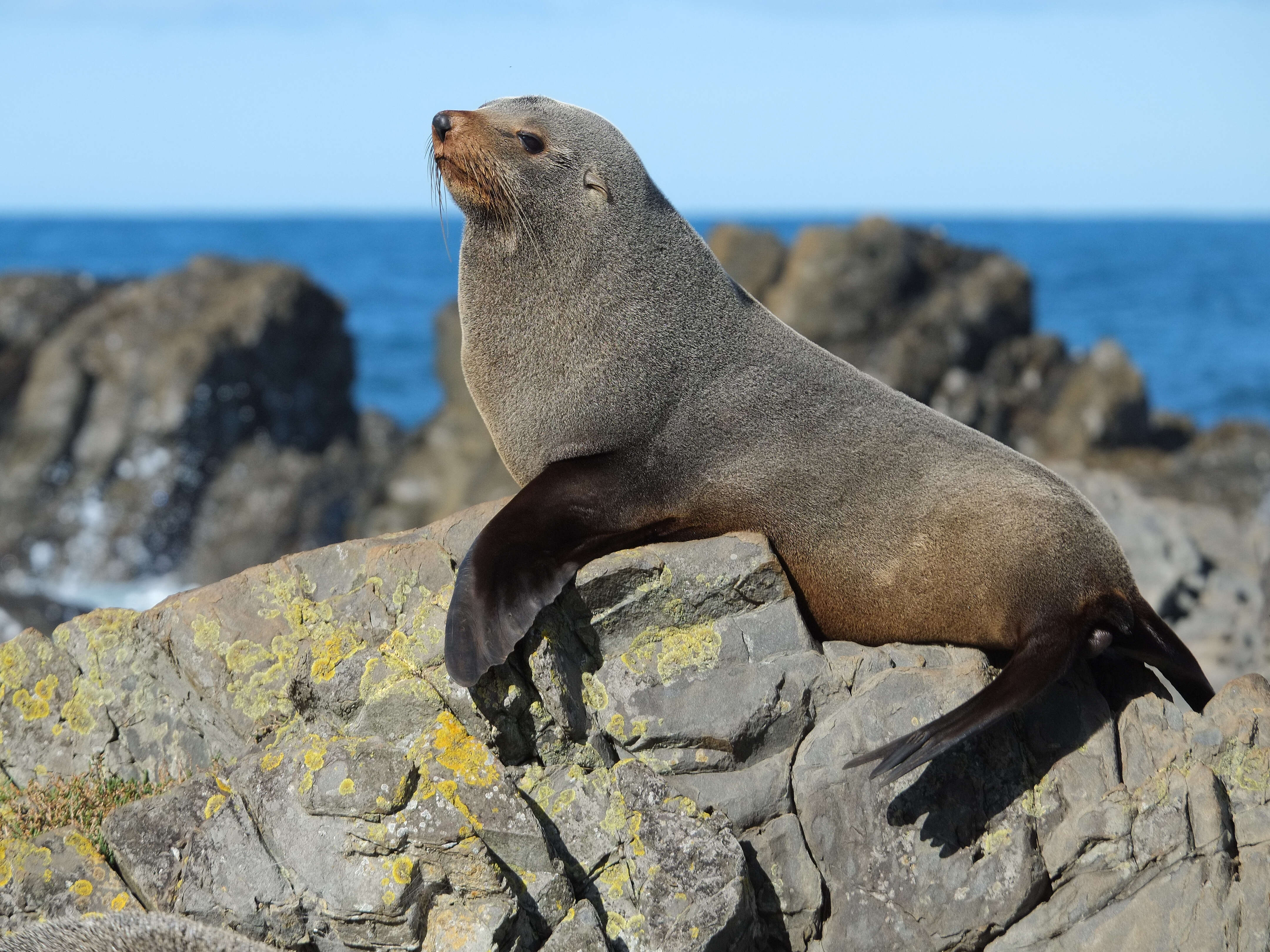 Image of Antipodean Fur Seal