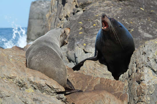 Image of Antipodean Fur Seal