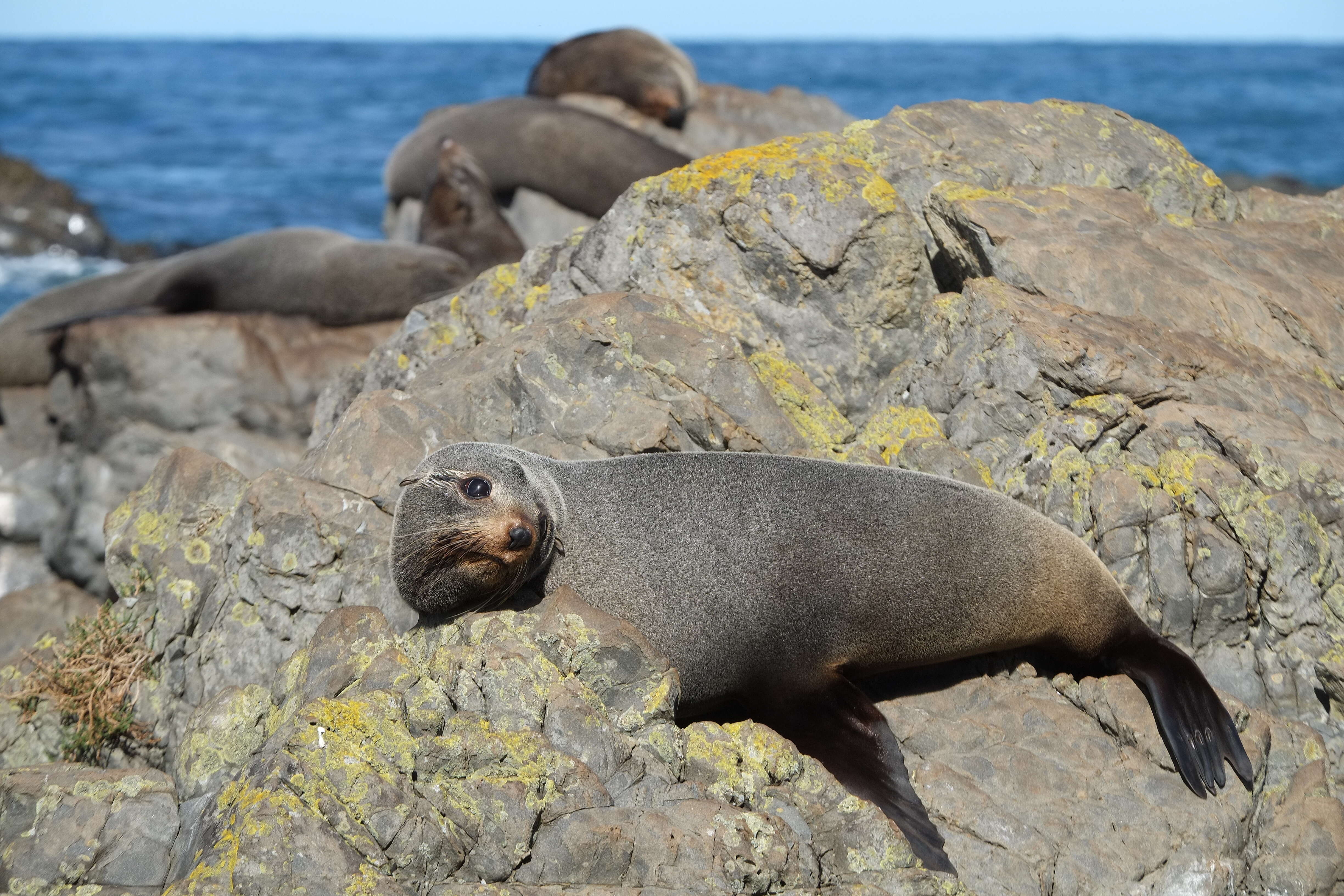 Image of Antipodean Fur Seal