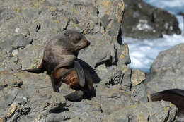 Image of Antipodean Fur Seal