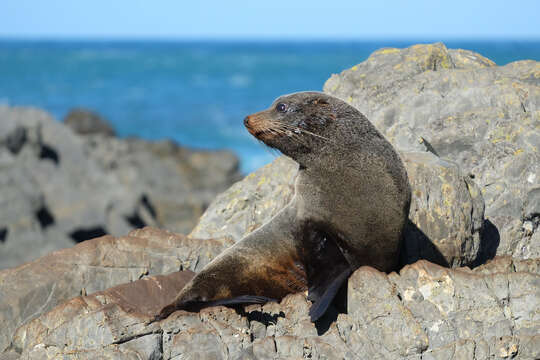 Image of Antipodean Fur Seal