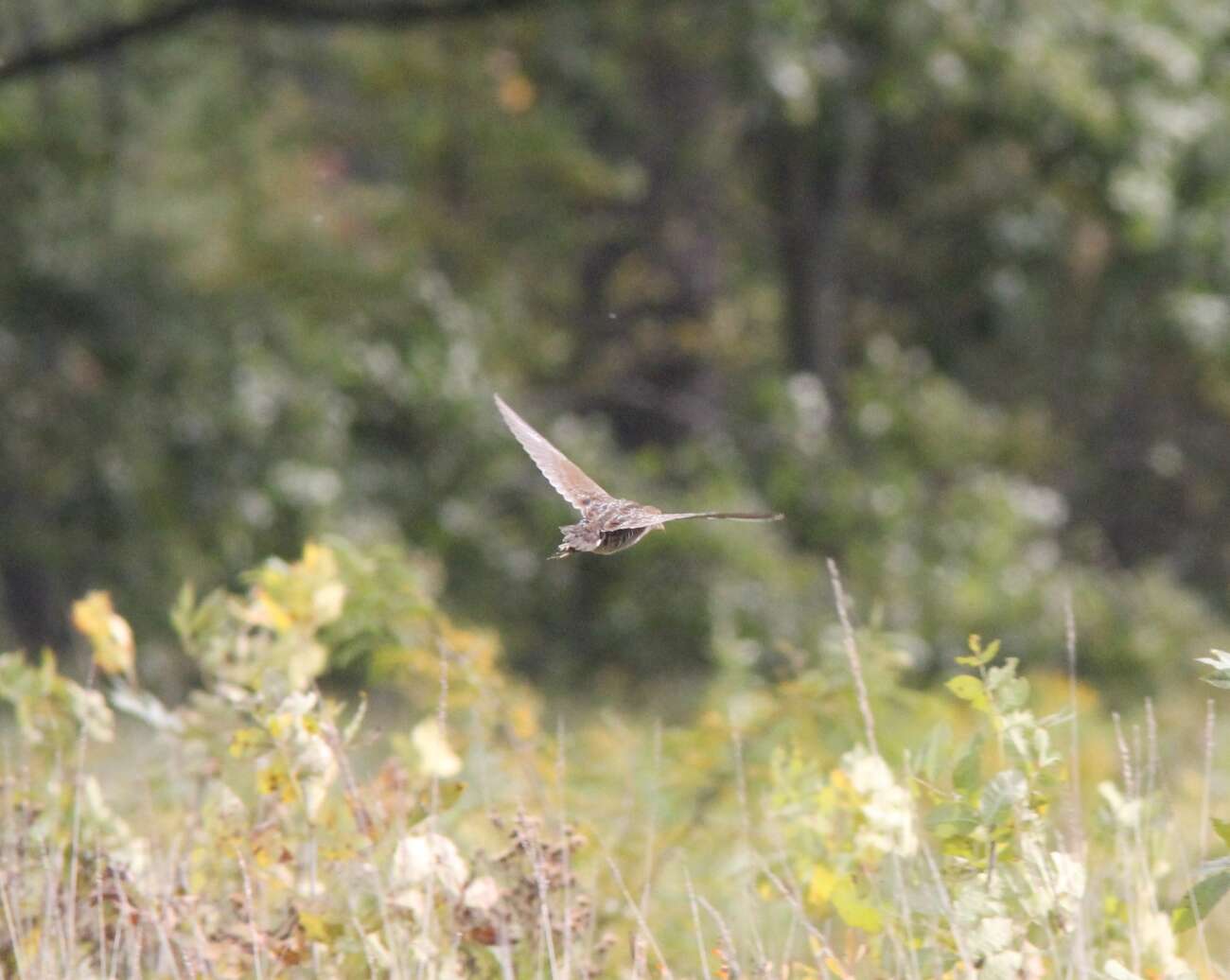 Image de Marouette de Caroline