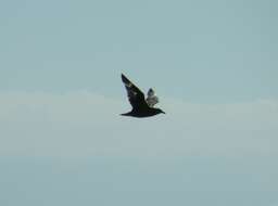 Image of South Polar Skua