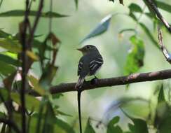 Image of Yellow-bellied Flycatcher