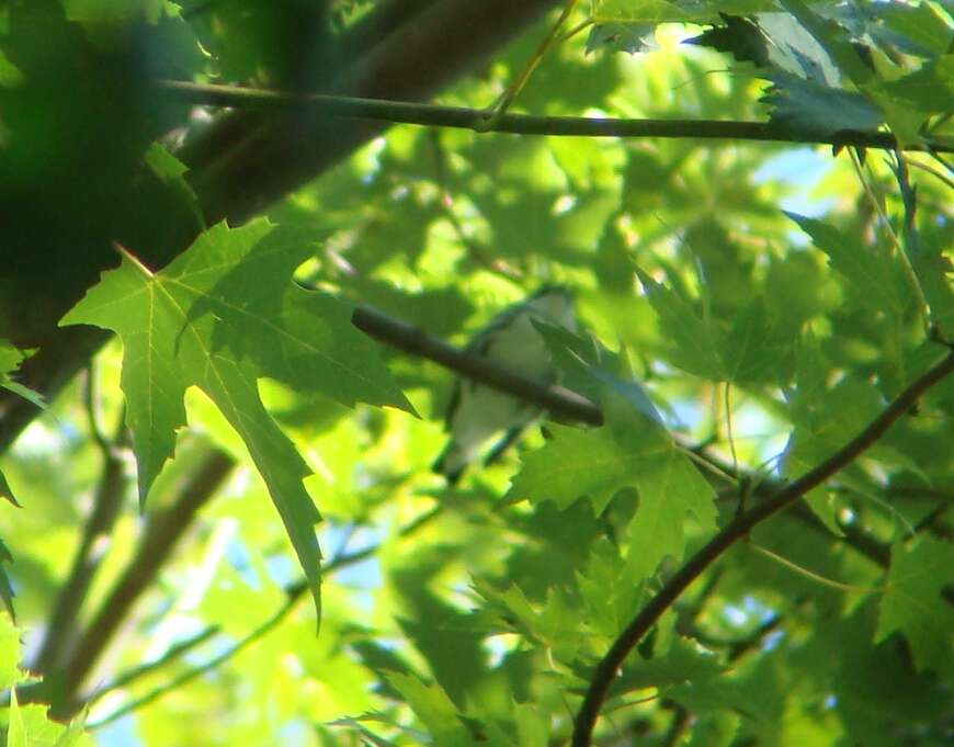 Image of Cerulean Warbler