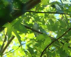 Image of Cerulean Warbler