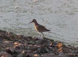 Image of Stilt Sandpiper