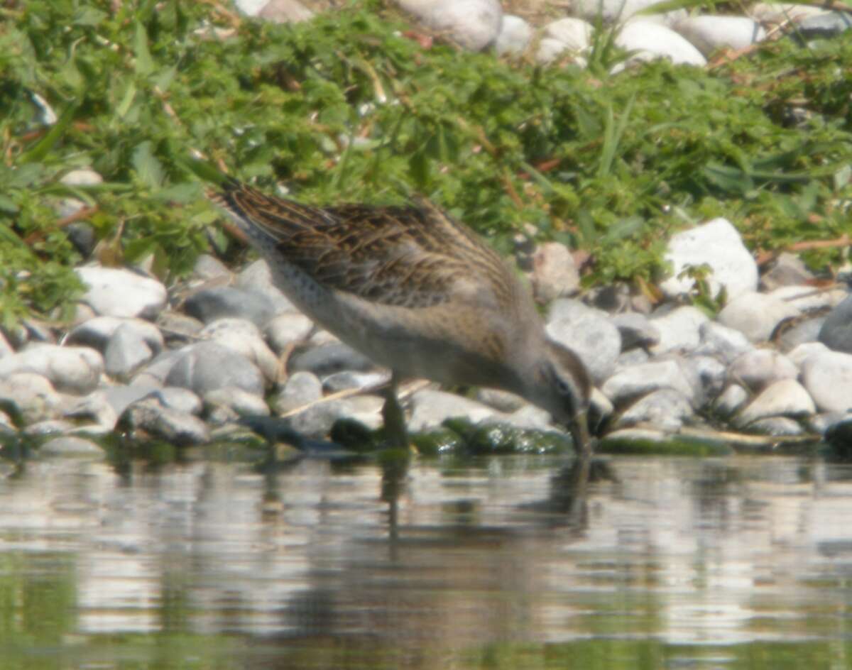 Image of Short-billed Dowitcher