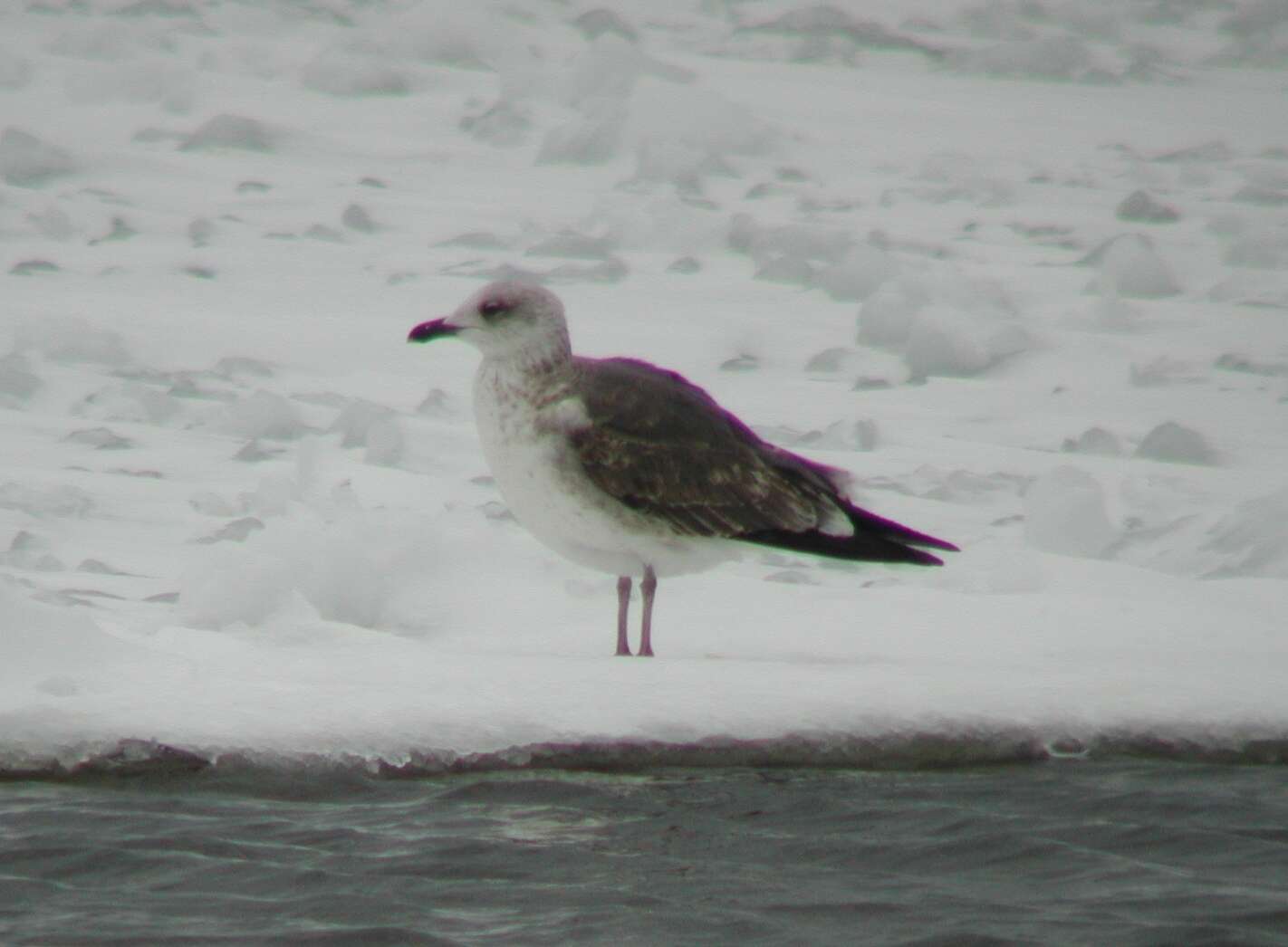 Image of Lesser Black-backed Gull