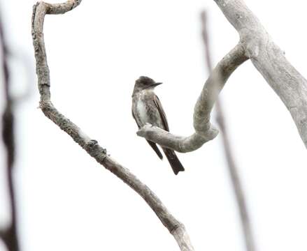 Image of Olive-Sided Flycatcher