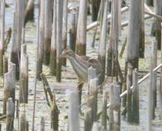 Image of Least Bittern