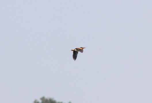 Image of Least Bittern