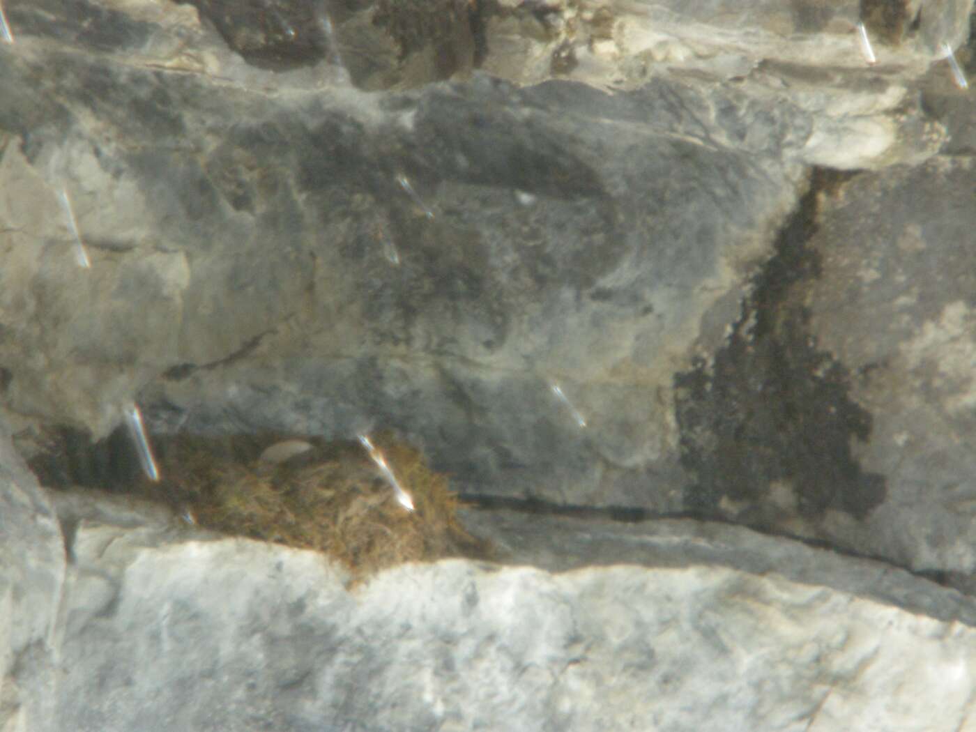 Image of American Black Swift