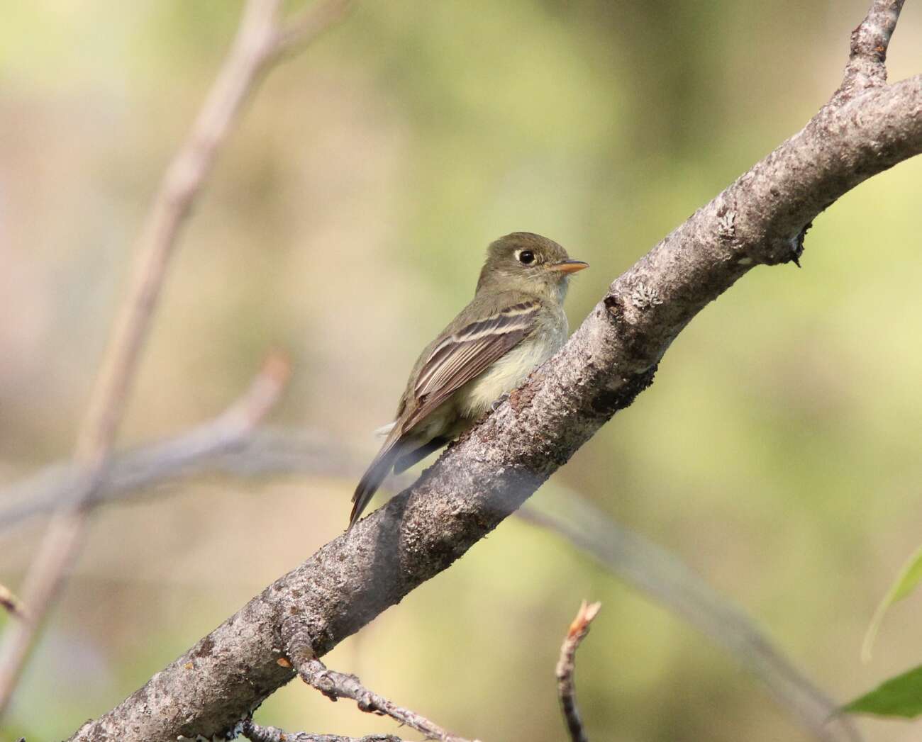 Empidonax occidentalis Nelson 1897的圖片