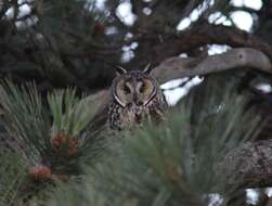 Image of Long-eared Owl