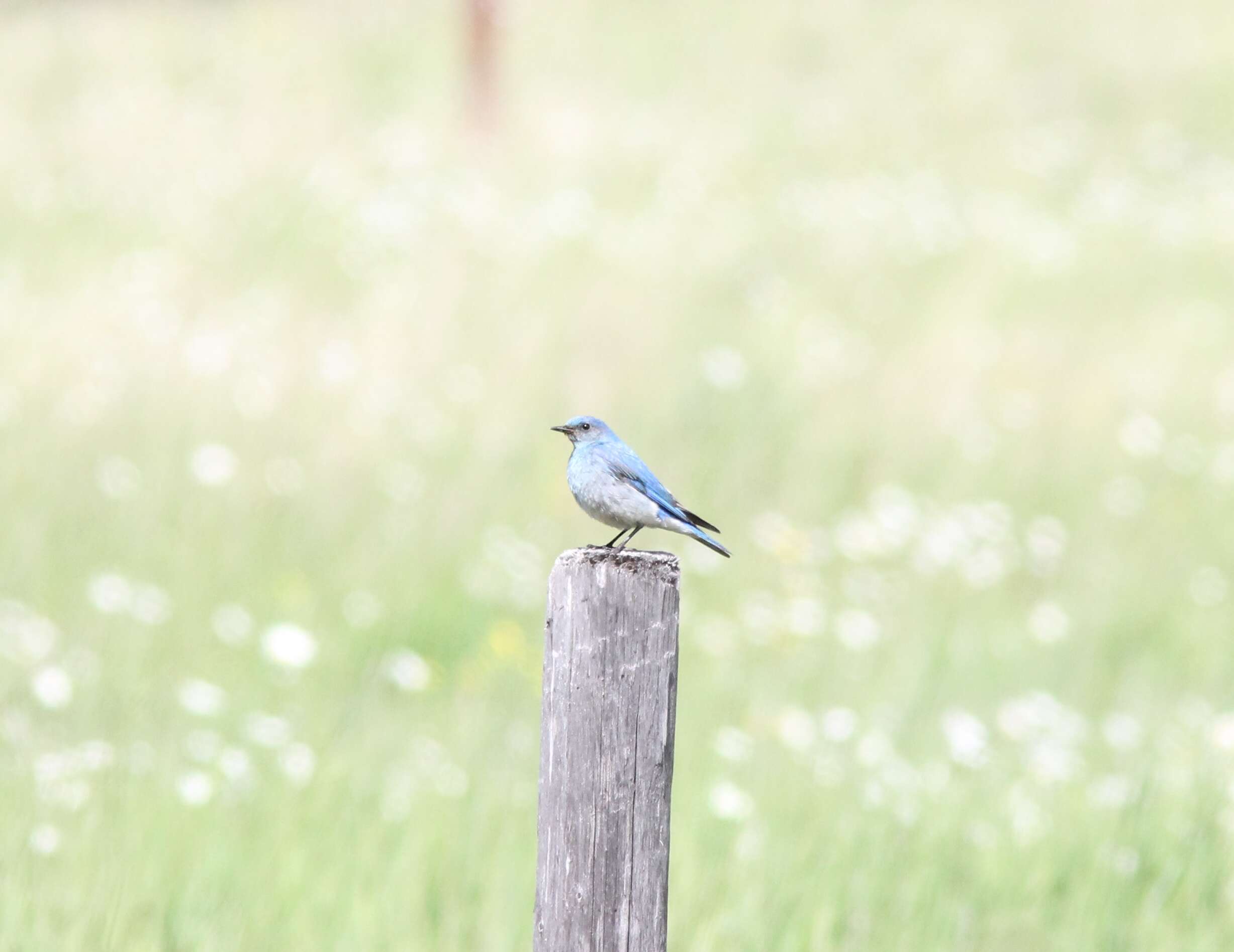 Image of Mountain Bluebird