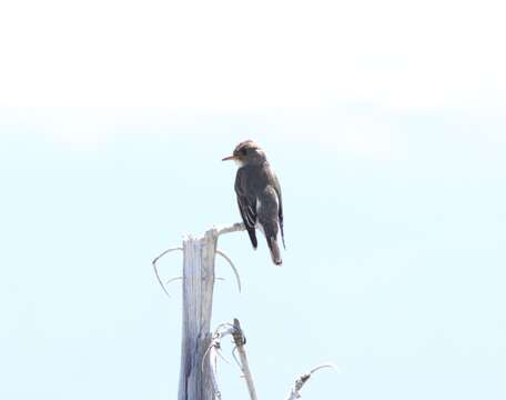 Image of Olive-Sided Flycatcher