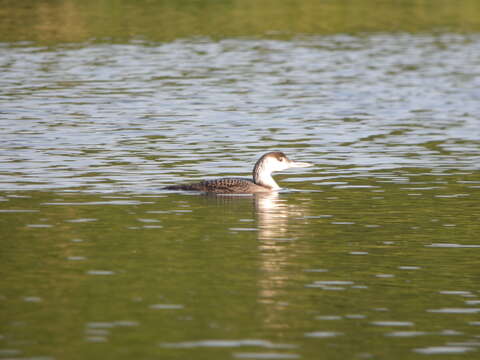 Image of loons