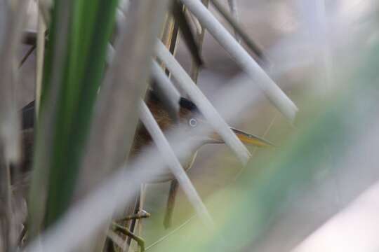 Image of Least Bittern