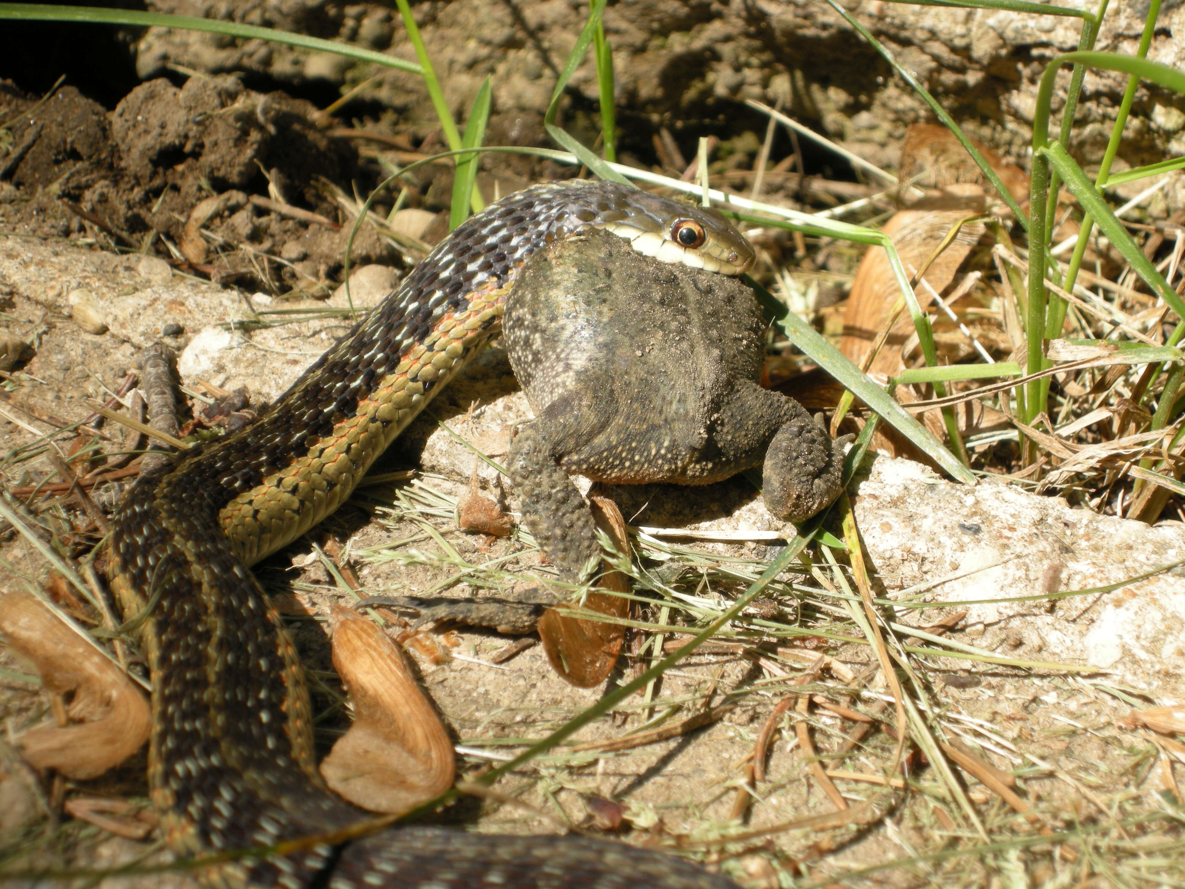 Image de Anaxyrus americanus (Holbrook 1836)