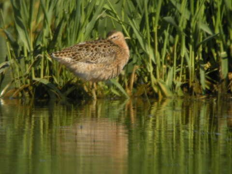 Image of Short-billed Dowitcher