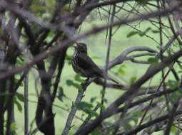 Image of Northern Waterthrush