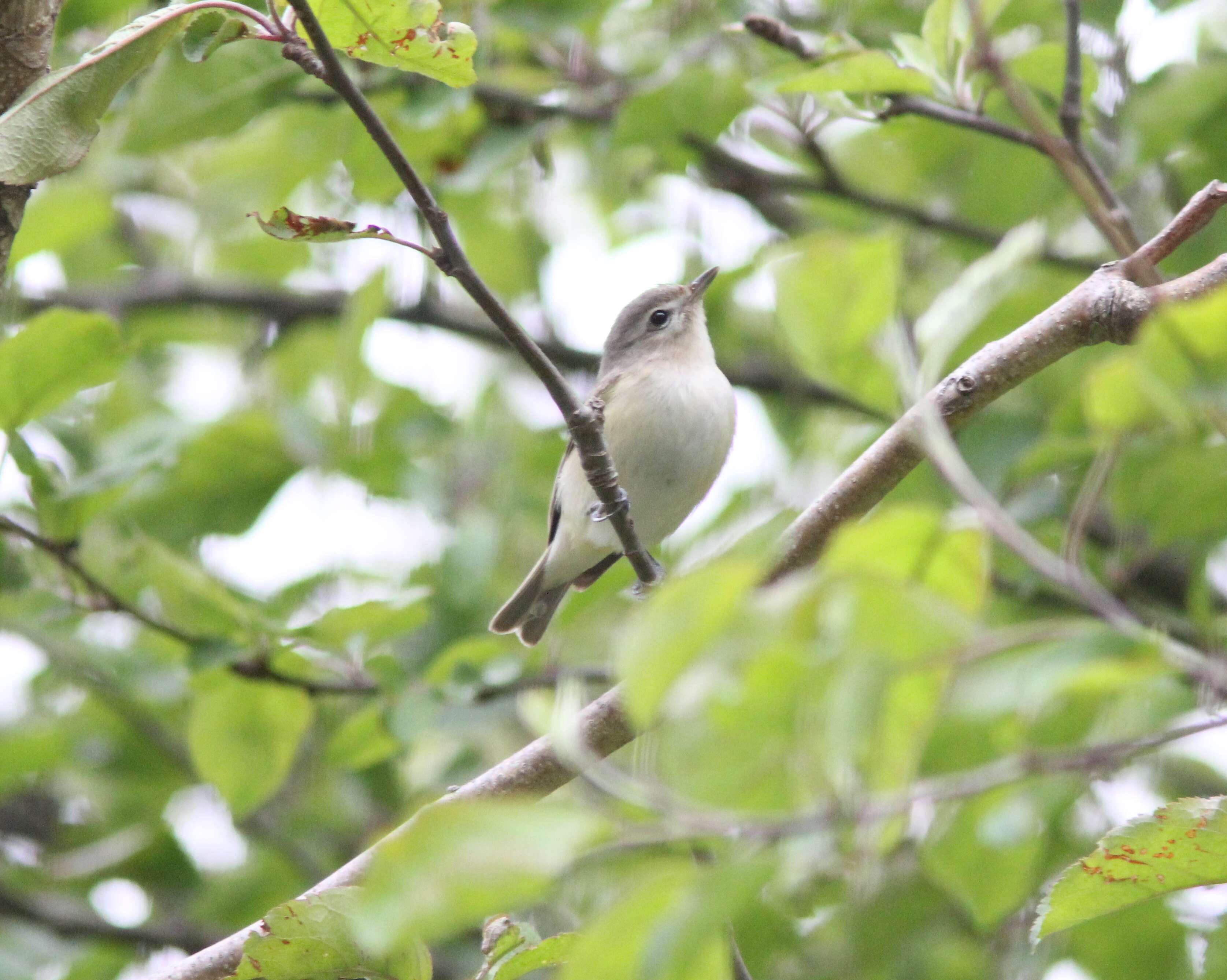 Vireo gilvus (Vieillot 1808) resmi